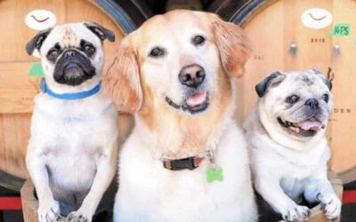 6 Calistoga Wineries Where You Can Meet Real-Life Winery Dogs – or Bring Your Own!