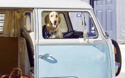 Pet-Friendly Calistoga Hotels Where You AND Your Pooch Can Relax