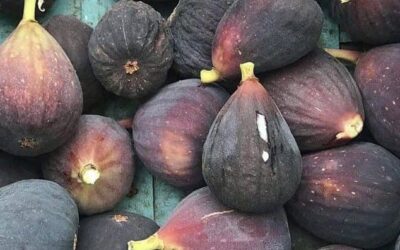 This Week In The Kitchen: Roasted Figs from CAMi Art & Wine