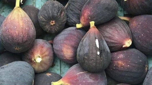 Figs from CAMi