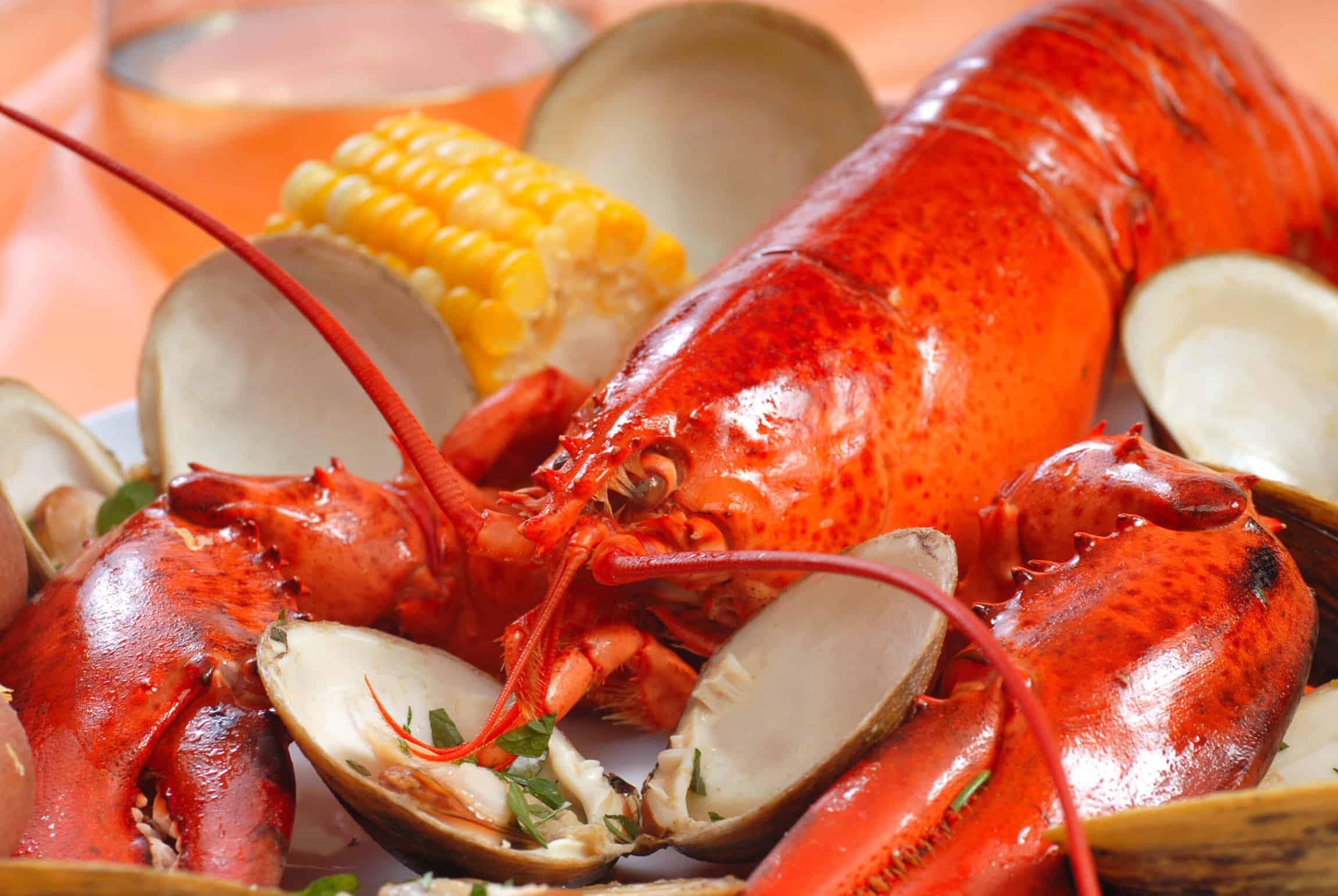 Boiled lobster dinner with clams and corn