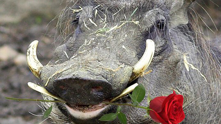 Warthog with rose in mouth