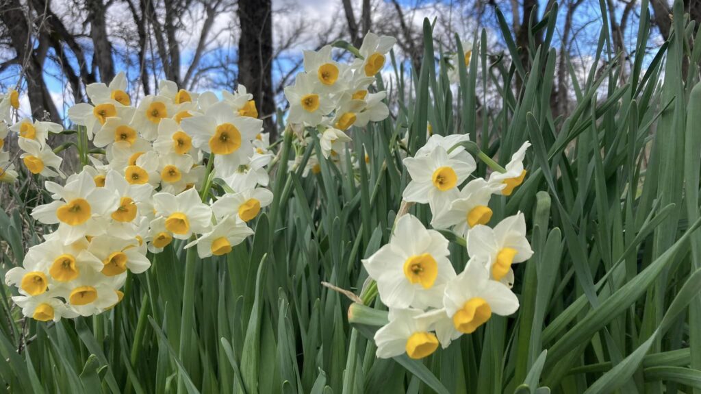 Six Sigma Ranch daffodils