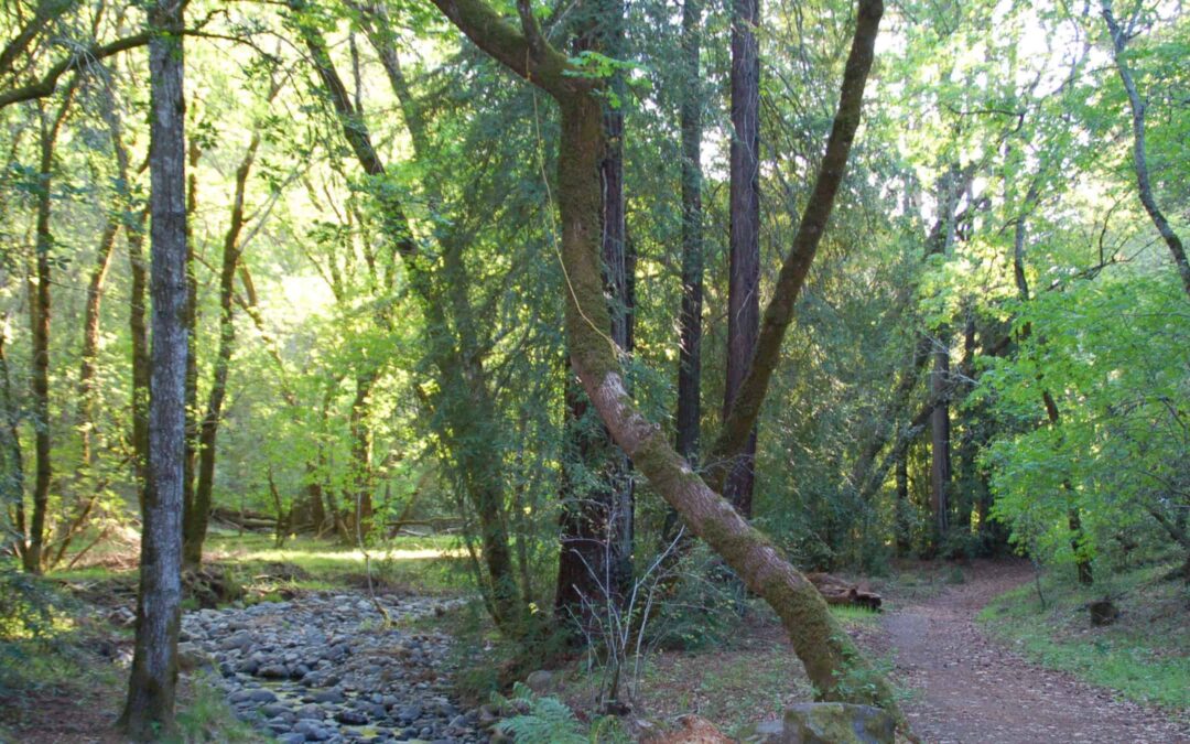 BOTHE-NAPA VALLEY STATE PARK