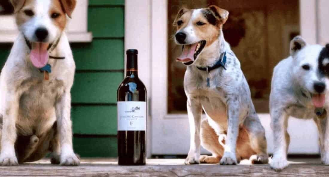 jericho canyon bottle on porch with dogs