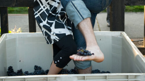 two people crushing grapes with their feet