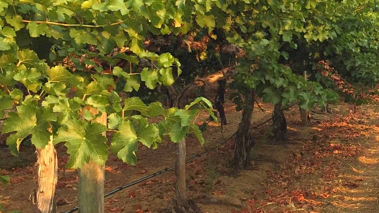 Olabisi vines in vineyard