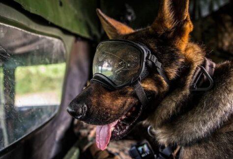 warrior dogs in car with goggles