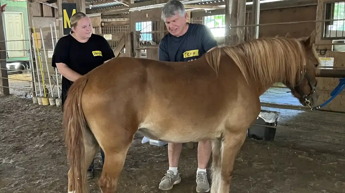 Horse being brushed by caretakers