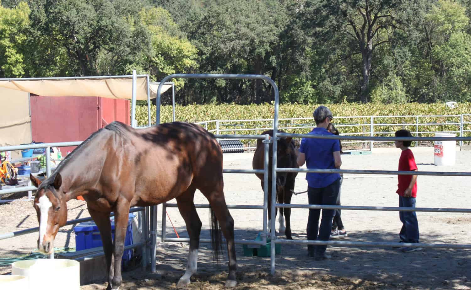 Horse in stable with kids and guide