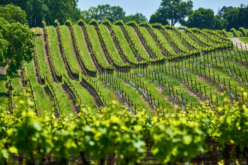 vineyard rows