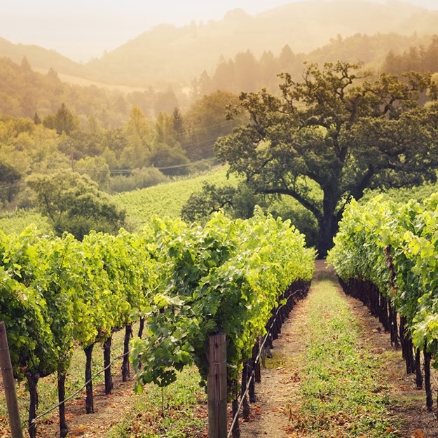 Designated Drivers Napa Sonoma