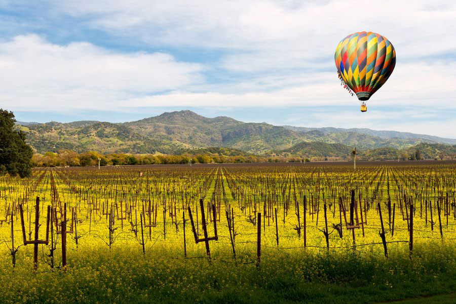 super bloom of mustard in the vineyards