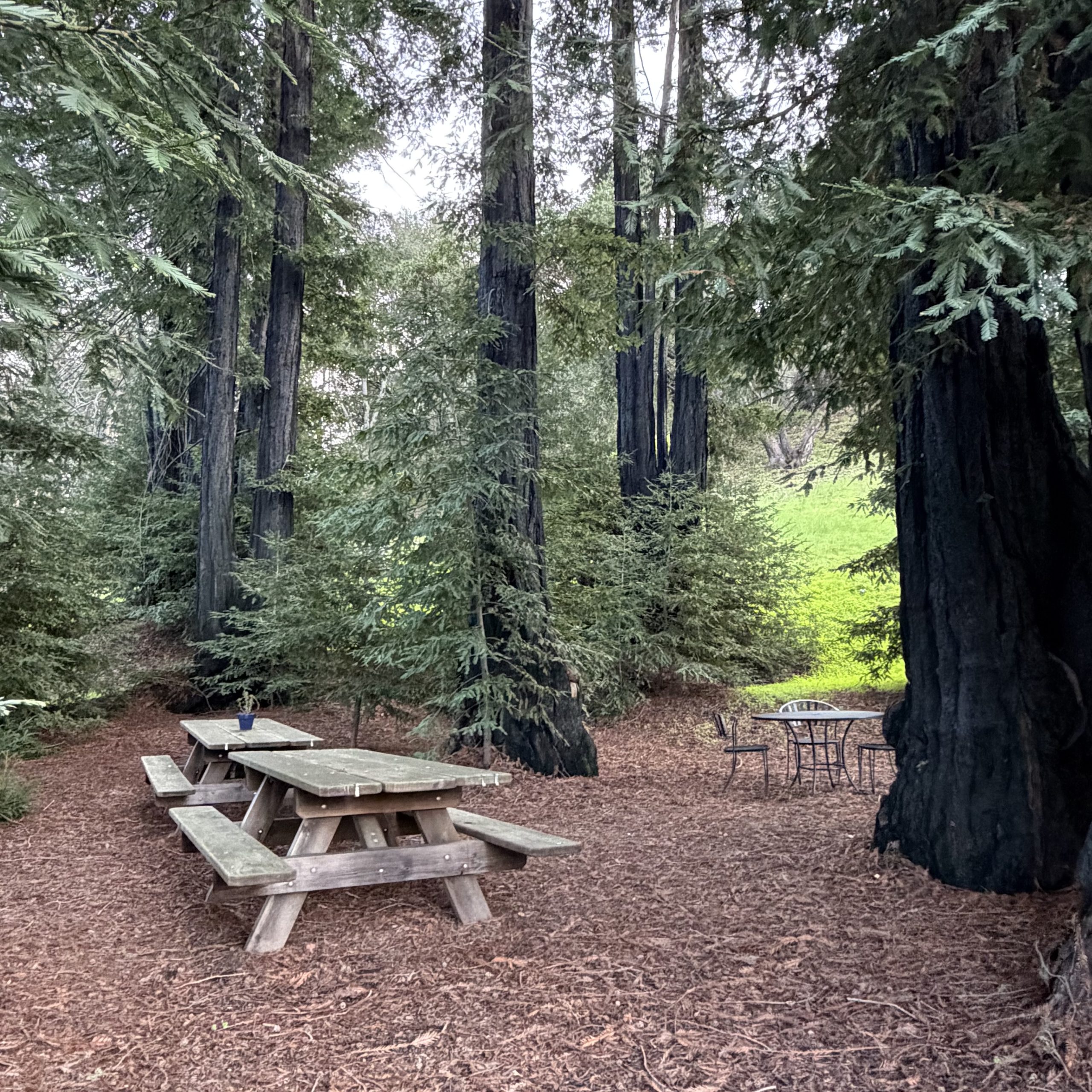picnic table surrounded by redwood trees