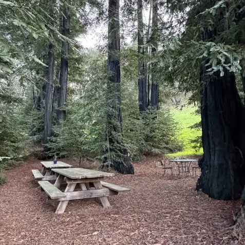 Picnic table surrounded by redwood trees