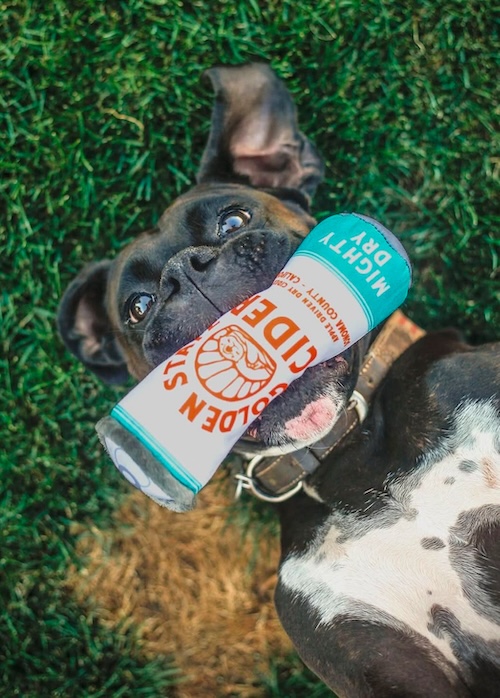 pup with golden state toy