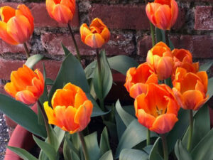 gorgeous Spring tulips blooming