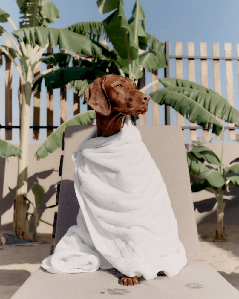 DogInTowel (1)