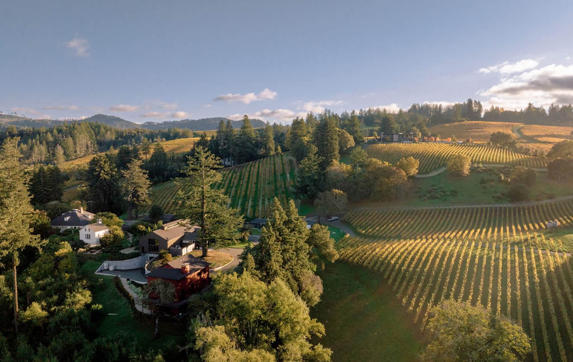theorem vineyards aerial view